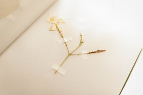 책에 녹화 된 말린 흰 꽃