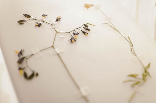 Free Pressed flowers taped on a light surface, showcasing delicate floral preservation. Stock Photo