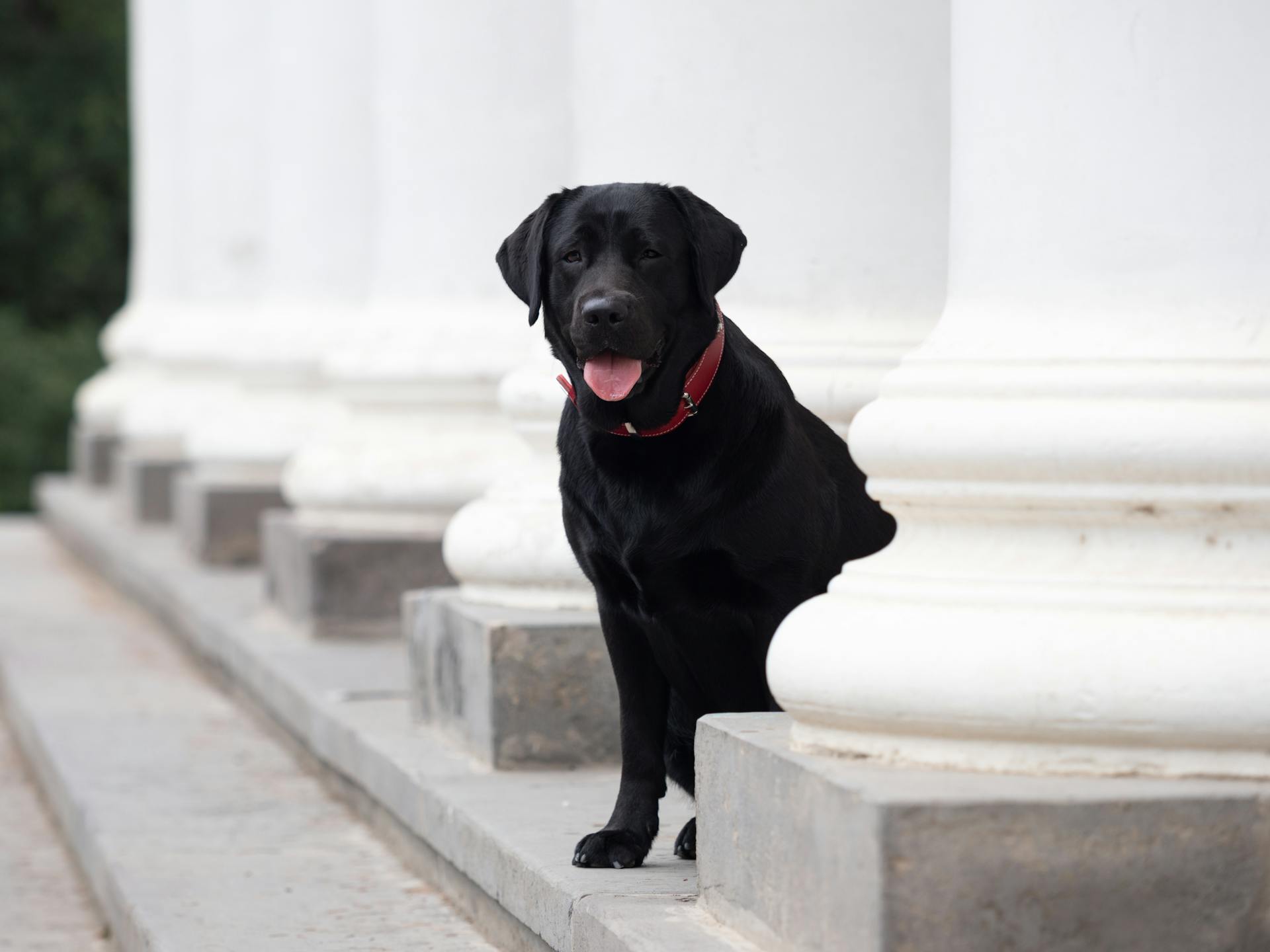 Photo of a Black Labrador