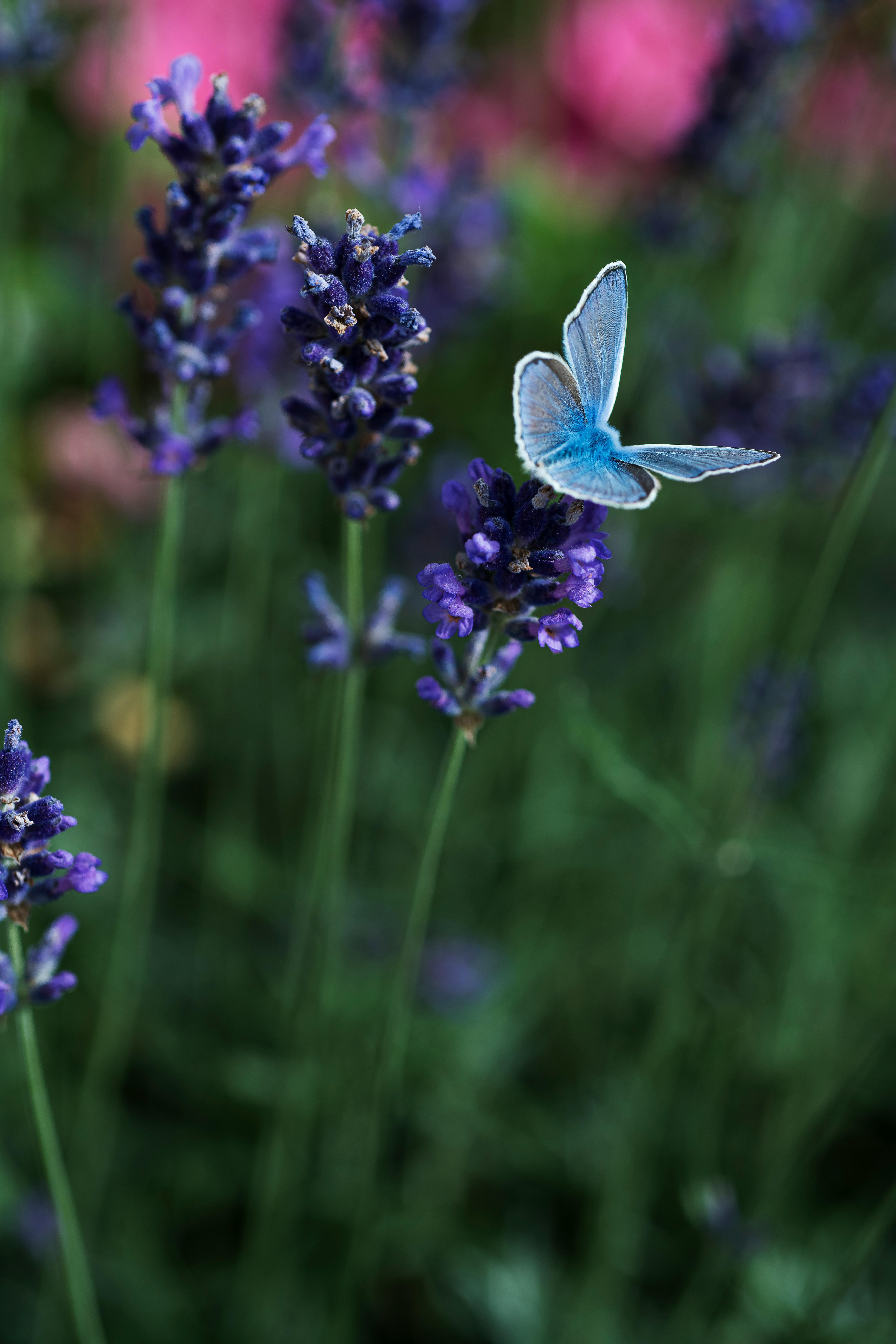 Close-up of a blue butterfly perched on lavender flowers with vibrant colors and blurred background.