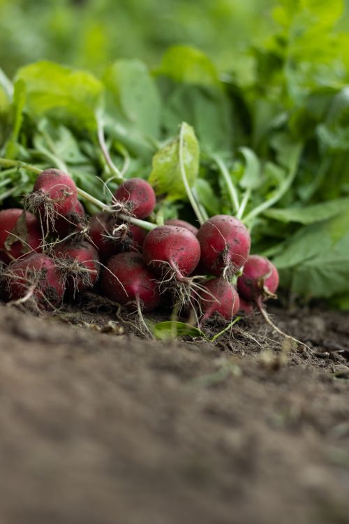 Free Close-up of a bunch of freshly harvested radishes lying on soil. Organic gardening concept. Stock Photo