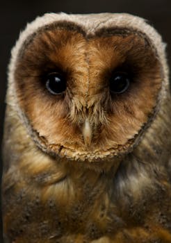 A detailed and close-up portrait of a Barn Owl, showcasing its striking features and expressive eyes.