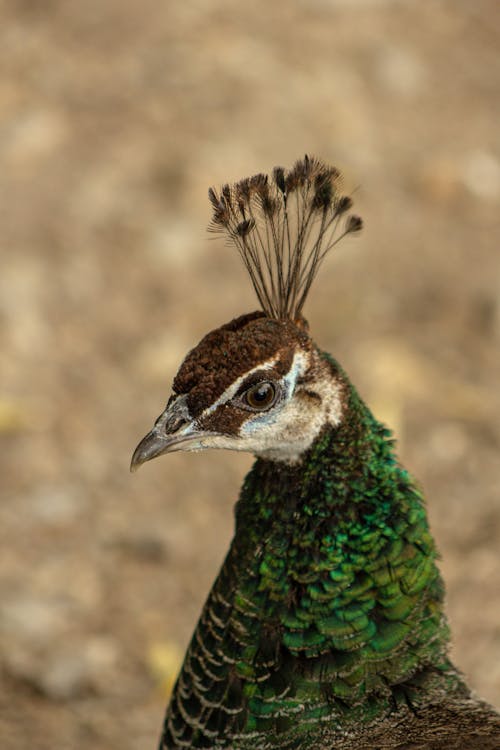 Fotos de stock gratuitas de aviar, de cerca, fauna