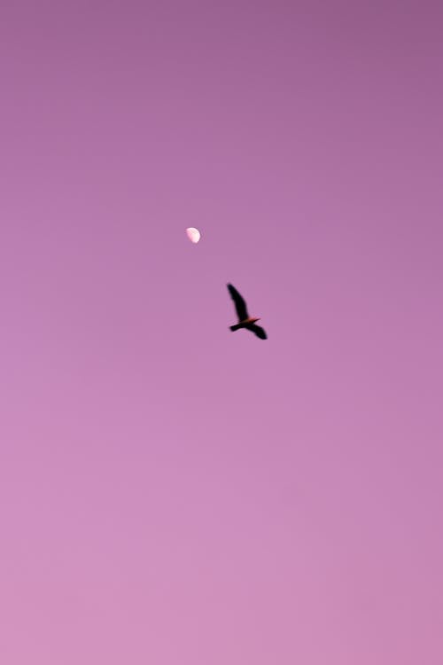 Low-Angle Shot of a Bird Flying under the Pink Sky