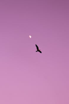 A bird in flight against a pink dusk sky with a visible moon adds a tranquil mood.