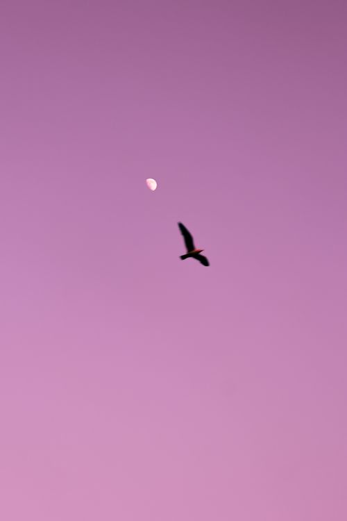Free A bird in flight against a pink dusk sky with a visible moon adds a tranquil mood. Stock Photo
