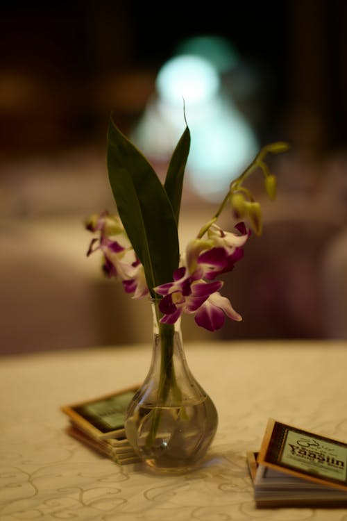 Free Orchid Flowers in a Flower Vase Stock Photo
