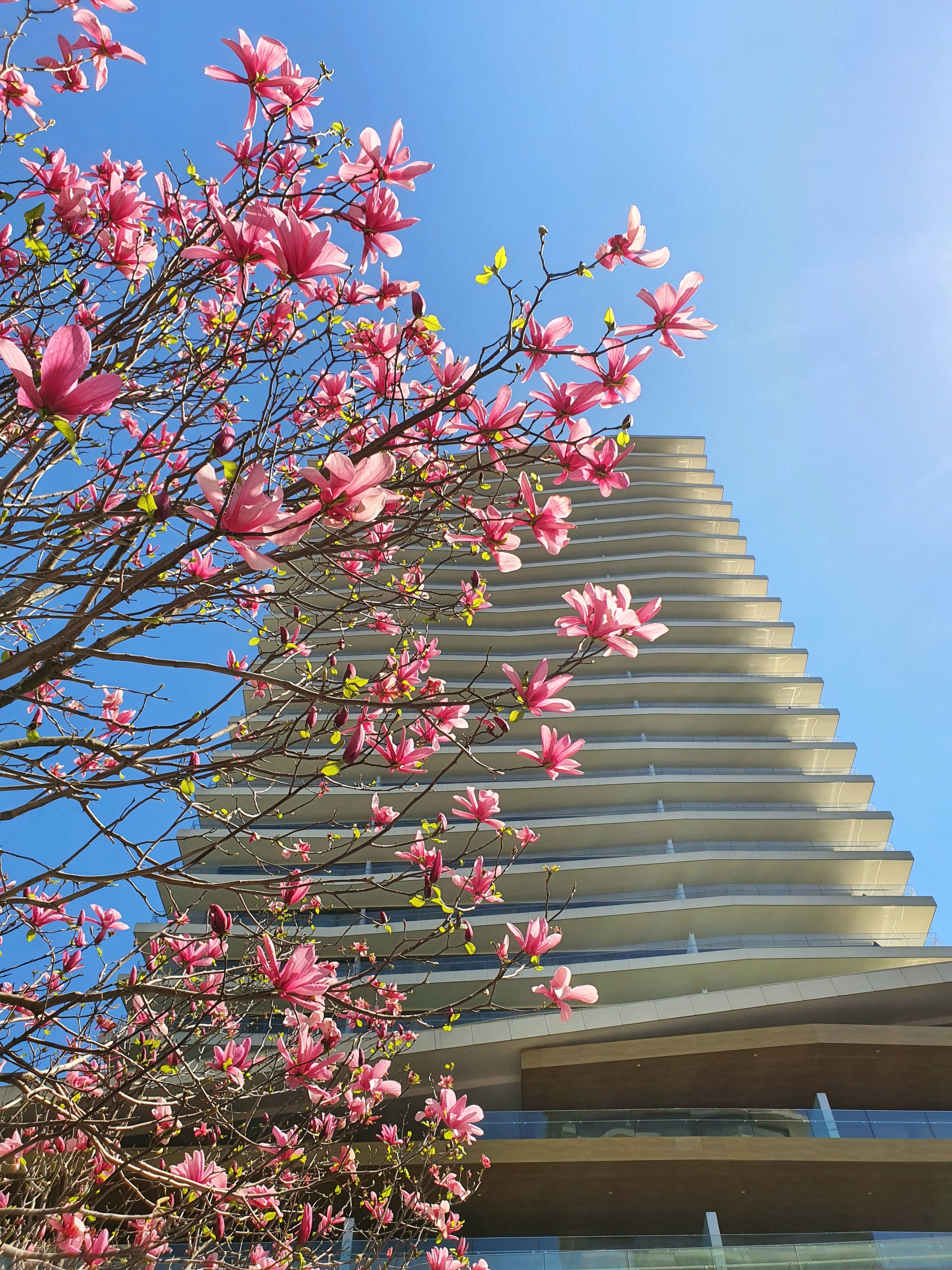 Flowering Tree Under a Tall Building · Free Stock Photo
