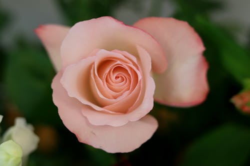Pink Rose in Close Up Photography