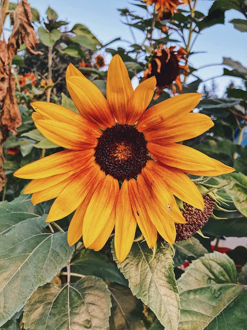 Sunflower in Close Up Photography