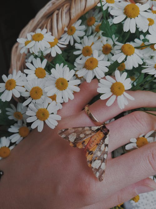 คลังภาพถ่ายฟรี ของ ดอกคาโมไมล์, ดอกเดซี, ดอกไม้