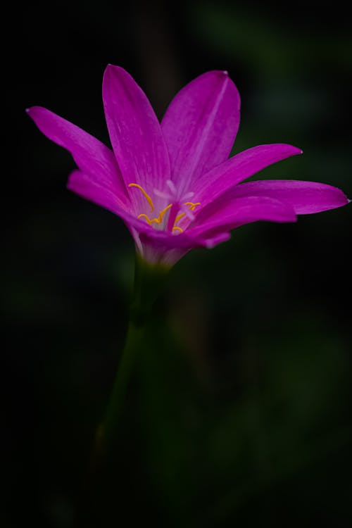 Free Purple Flower in Close Up Photography Stock Photo