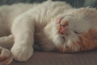 White Cat Lying on Brown Textile