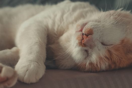 Peaceful close-up of a sleeping domestic cat with visible whiskers and soft fur.