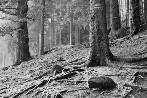 Бесплатное стоковое фото с деревья, земля, корни