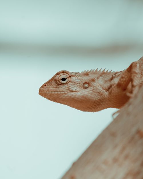 Free Close-up of an Oriental Garden Lizard on a branch showcasing its detailed scales in the wild. Stock Photo