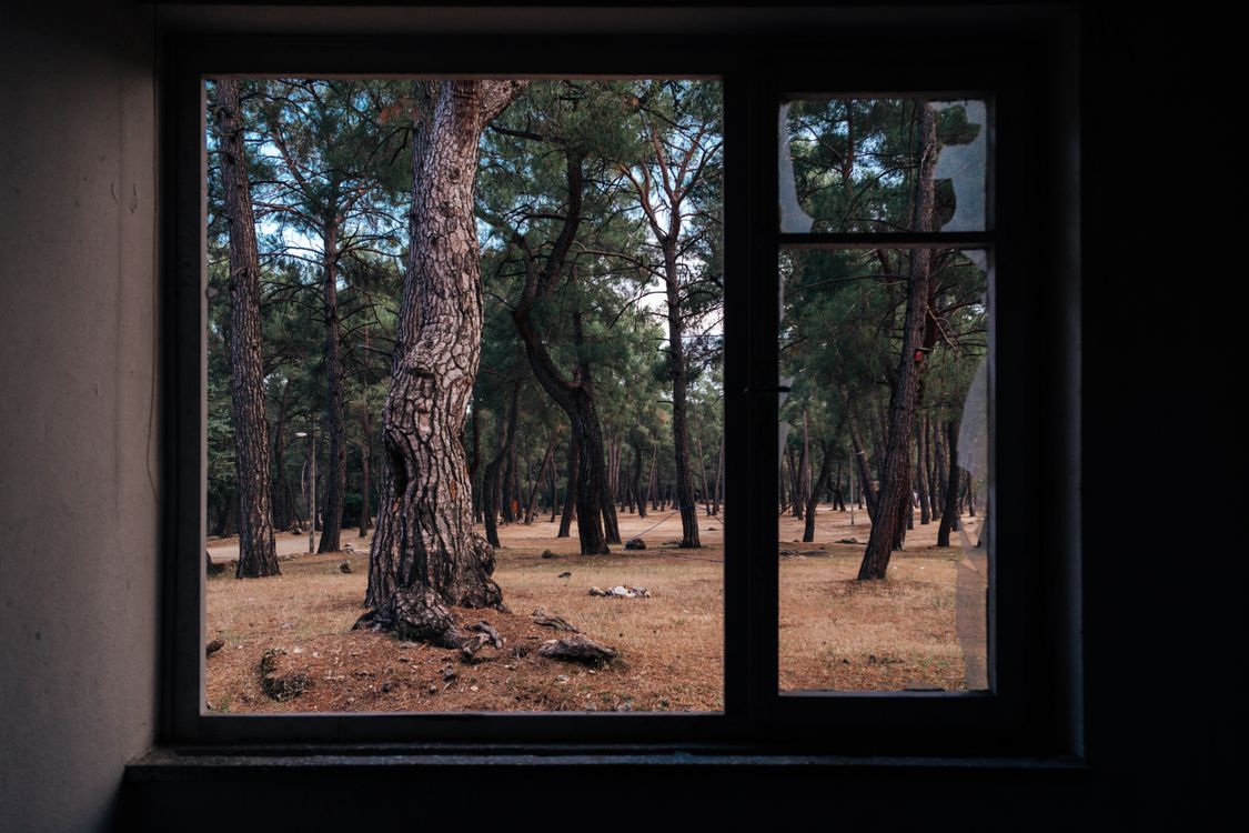 View of Trees from a Glass Window · Free Stock Photo