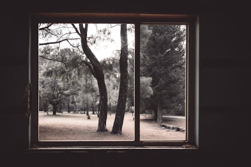 View of Trees from Glass Window
