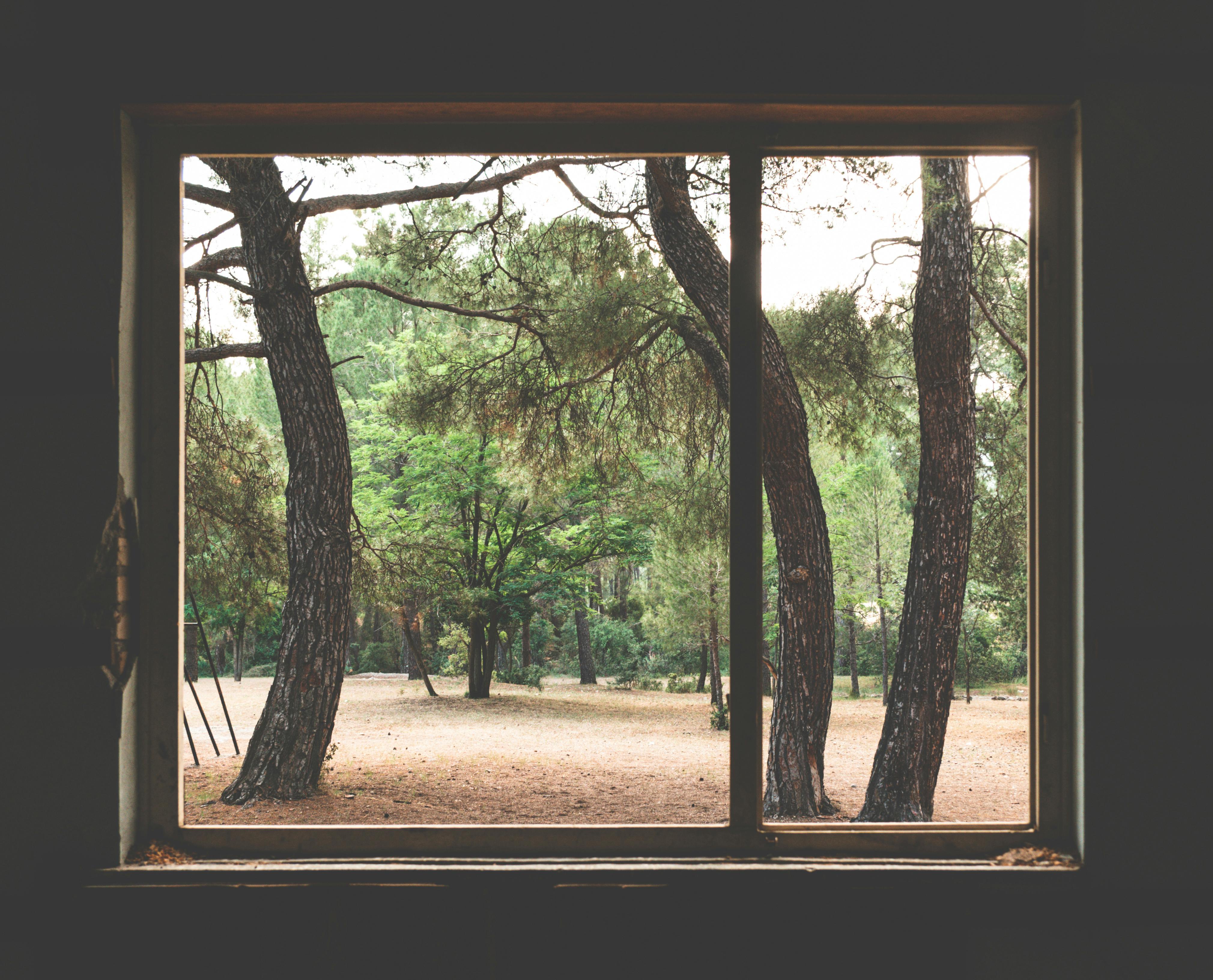 Photograph of Trees Outside a Window · Free Stock Photo