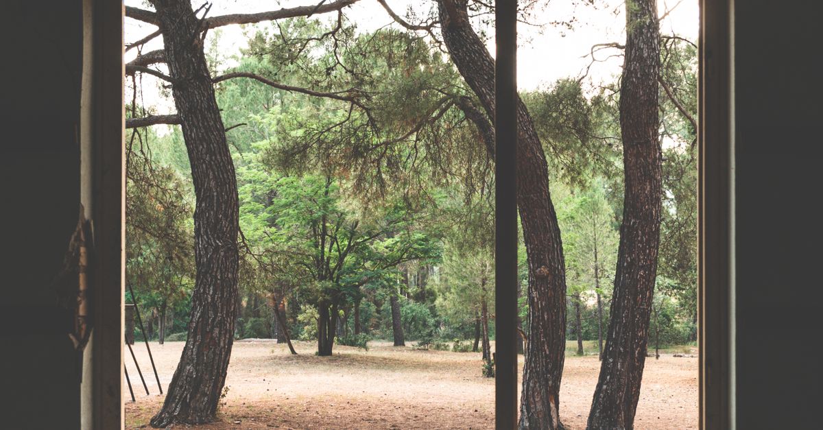 Outside Tree Visual Photograph of Trees Outside a Window · Free Stock Photo