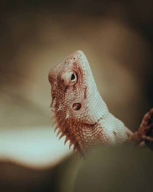 Close-Up Shot of Indian Chameleon