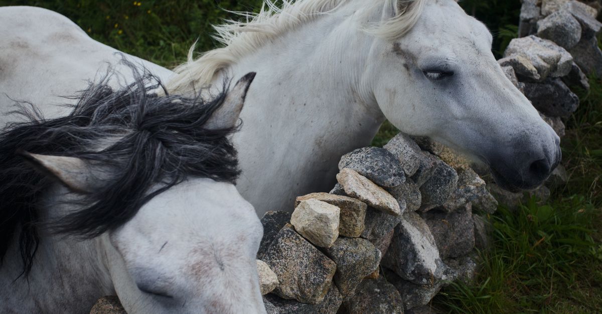 horse sport ireland