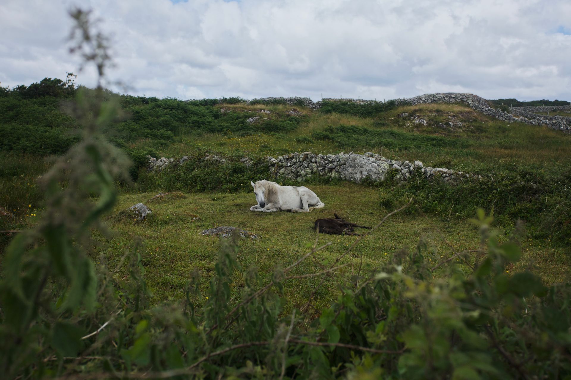 Two horses resting in a lush green field with stone walls in rural Ireland.