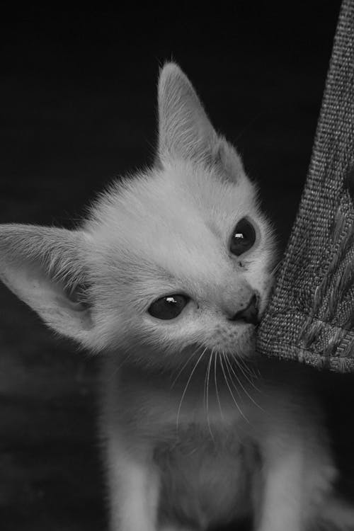 Grayscale Photo of a Kitten