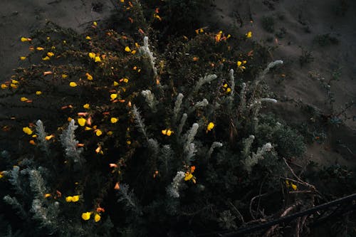 Kostnadsfri bild av gul blomma, gul färg, gula blommor