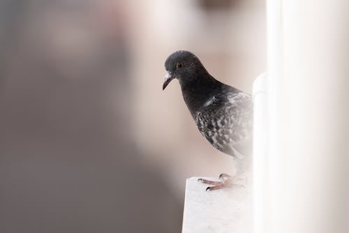 Close-up Photo of a Pigeon