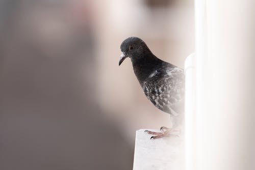 Gratis stockfoto met beest, detailopname, dierenfotografie