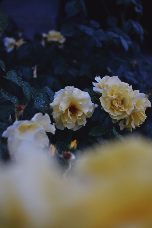 Free Close-up of blooming yellow garden roses surrounded by lush green leaves. Stock Photo