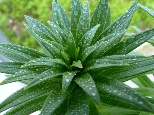 Fleur verte sous la pluie