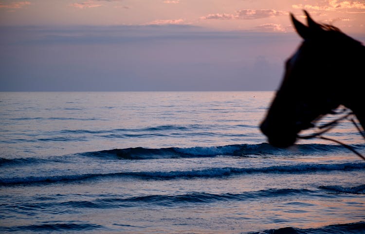 Silhouette Of A Horse Near The Sea