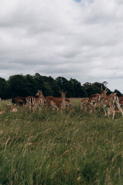 A peaceful herd of deer grazes in a lush green field under a cloudy sky in the countryside.