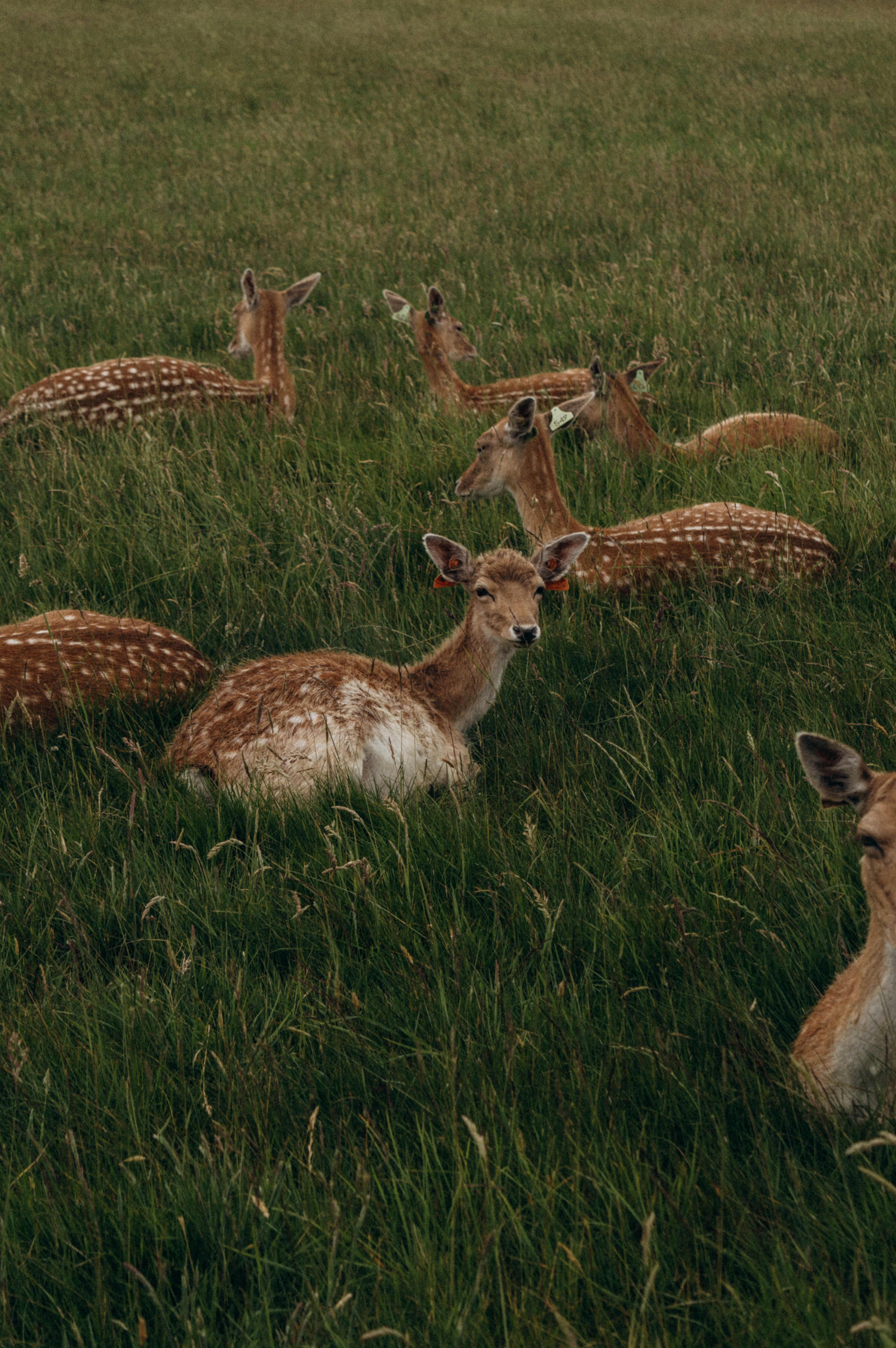 A serene scene of multiple deer lying in a lush green field, evoking peace and nature.