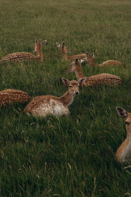 A serene scene of multiple deer lying in a lush green field, evoking peace and nature.