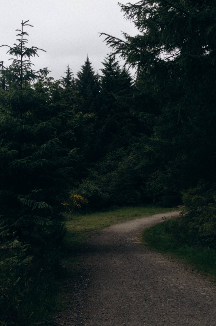 Photo Of A Path Near Trees