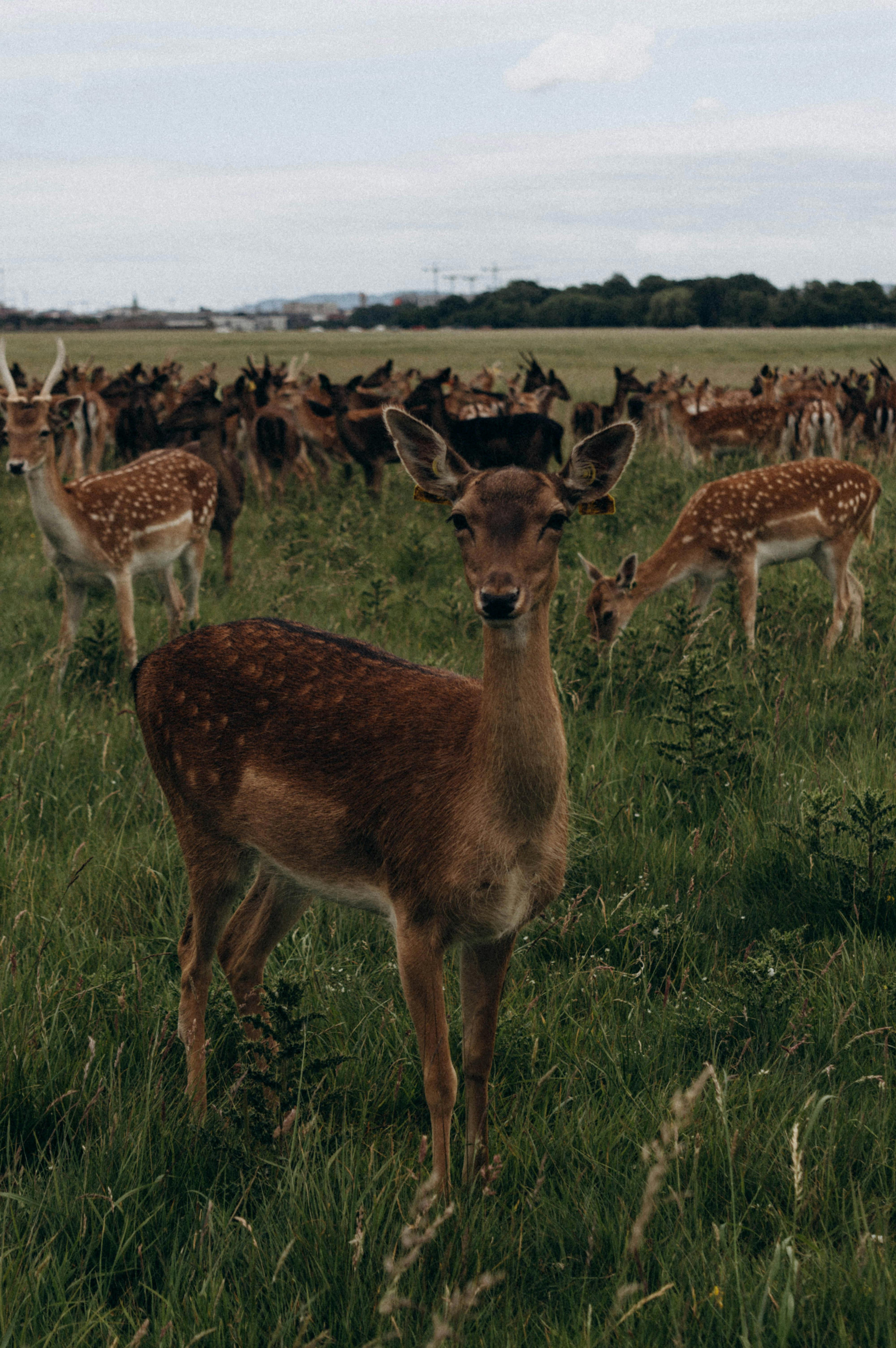 grátis Foto profissional grátis de adular, animais, animais selvagens Foto profissional