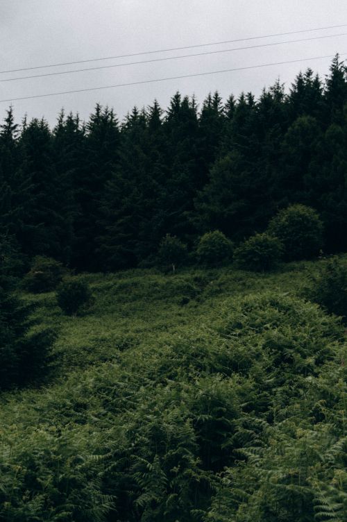 Free Lush green forest scene with overcast sky and power lines visible. Stock Photo