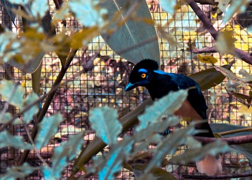 Shallow Focus Photography Of Black Bird