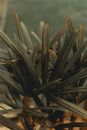 natureza