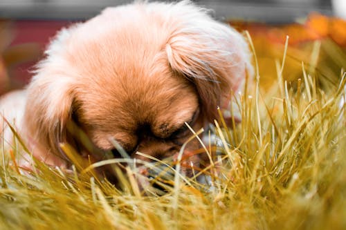 躺在草地上的棕色藏族幼犬