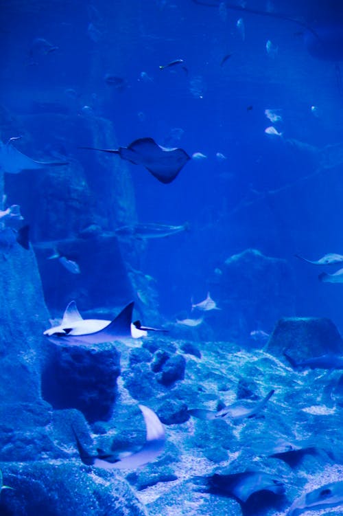 Foto stok gratis biru, di bawah air, fotografi binatang
