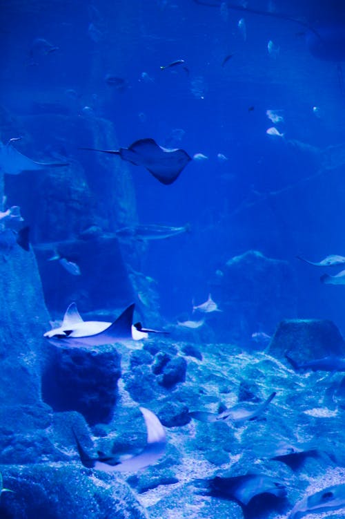 Stingrays Underwater