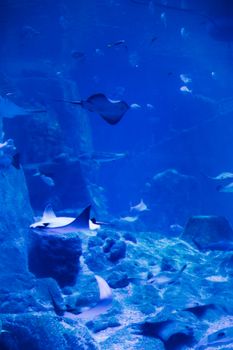 Vibrant underwater scene capturing stingrays and fish swimming gracefully in deep blue waters.