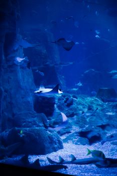 A mesmerizing view of various fish and stingrays in a deep blue aquarium setting.