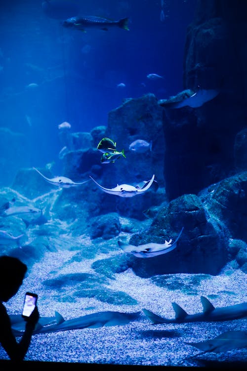 Stingrays and Fishes inside an Aquarium