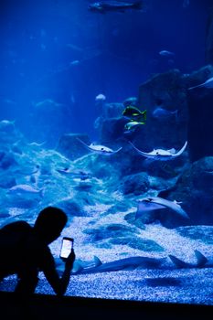 A person takes a photo of stingrays swimming in a vibrant aquarium exhibit.