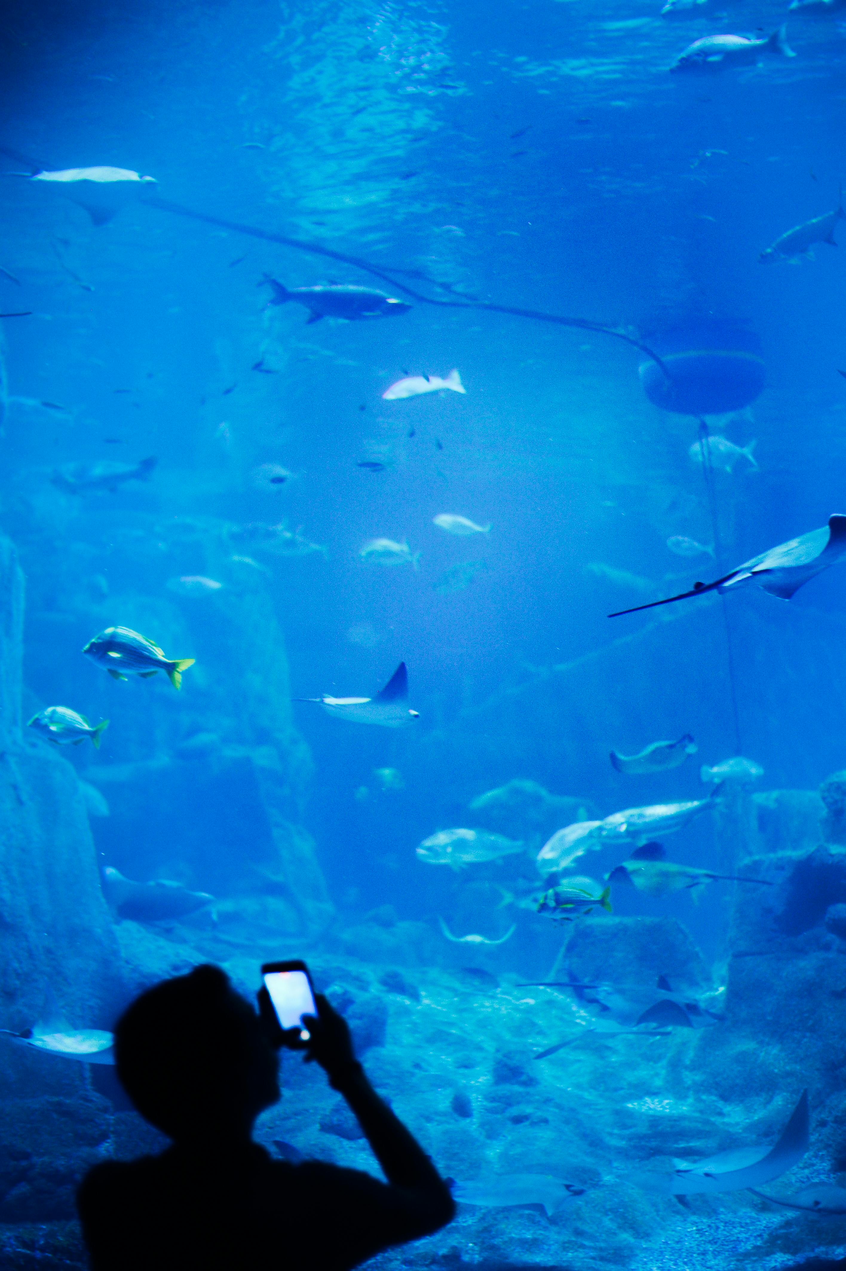Silhouette of a person using a smartphone to capture marine life in an aquarium setting.